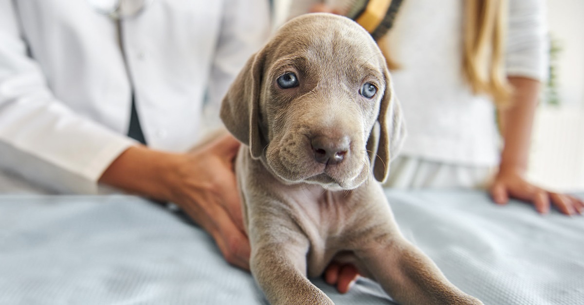 cucciolo di weimaraner