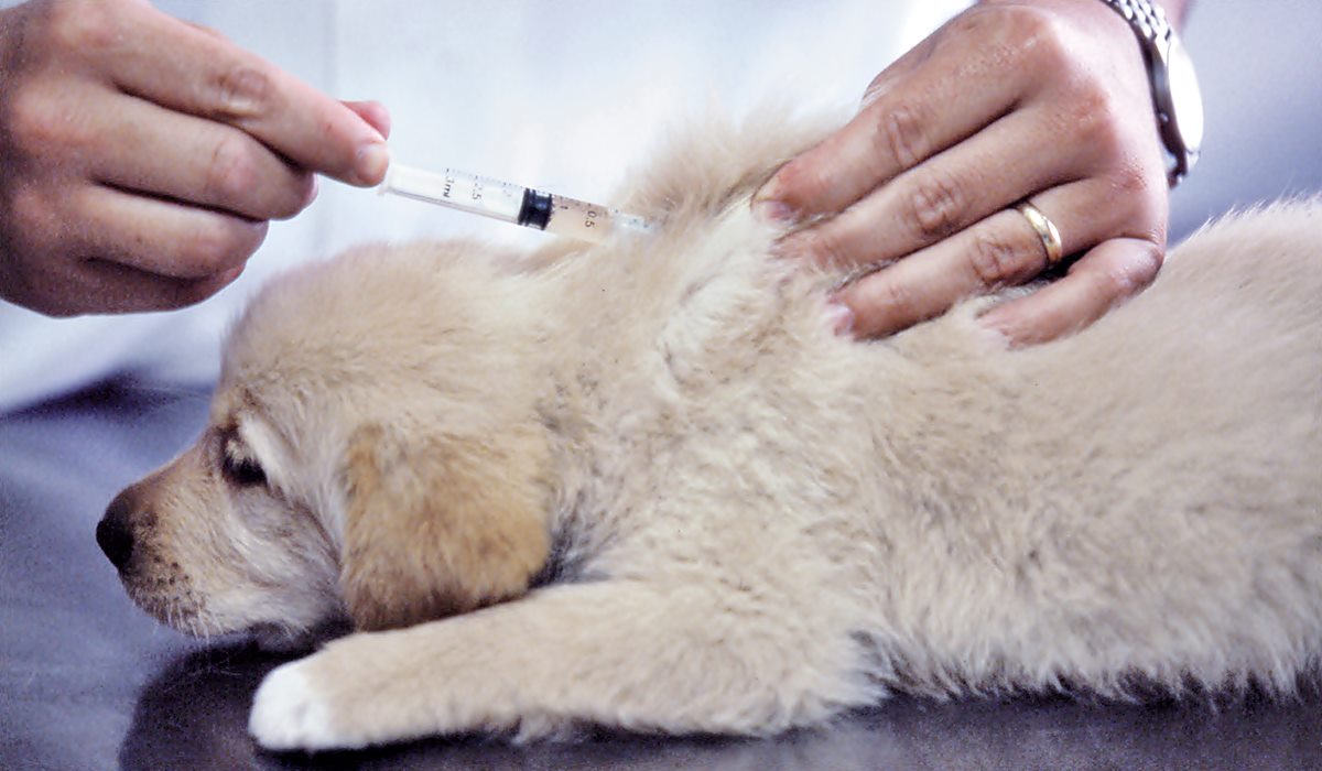 veterinario vaccina un cucciolo