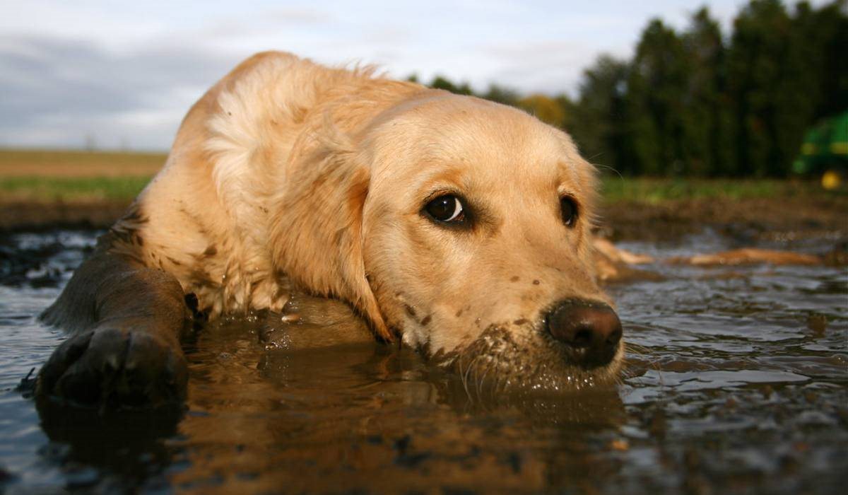 cane in una pozzanghera