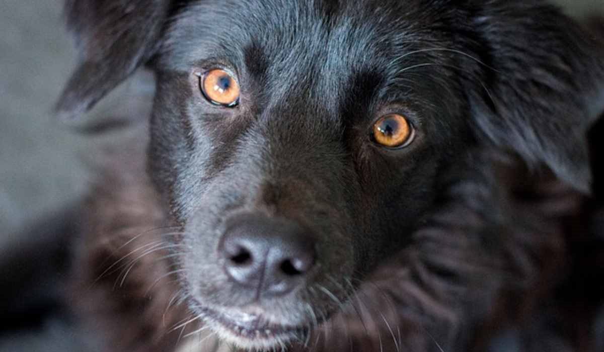 cane con gli occhi gialli