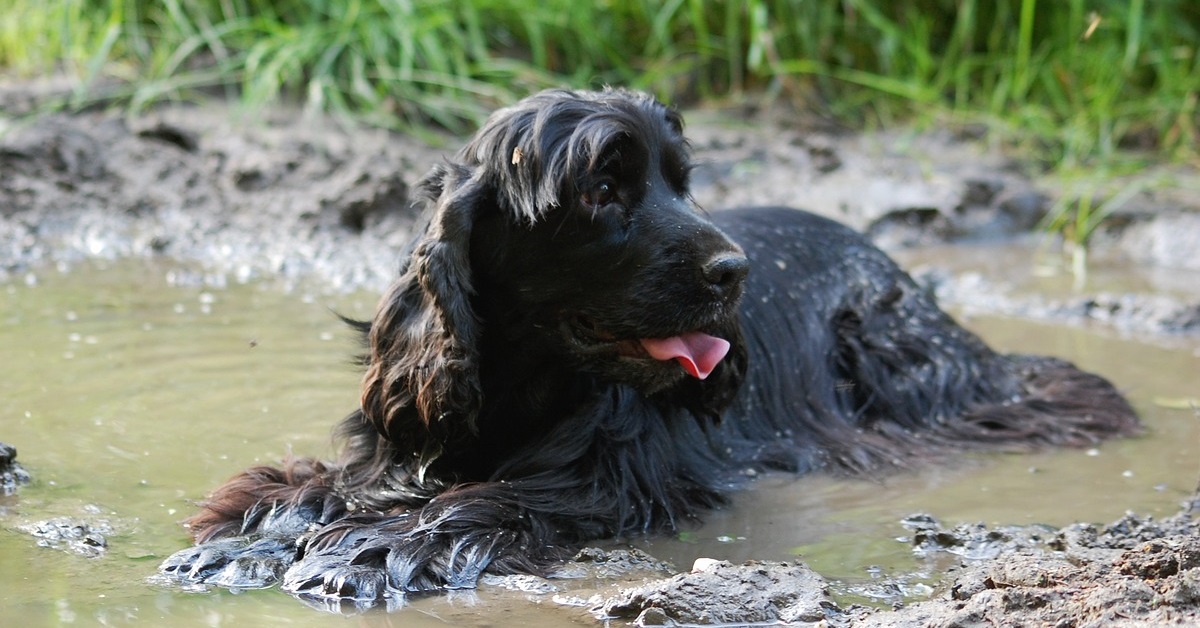 Canigen L per cani: cosa sapere sul vaccino contro la leptospirosi