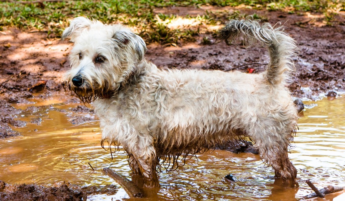 cane bianco tutto sporco di fango