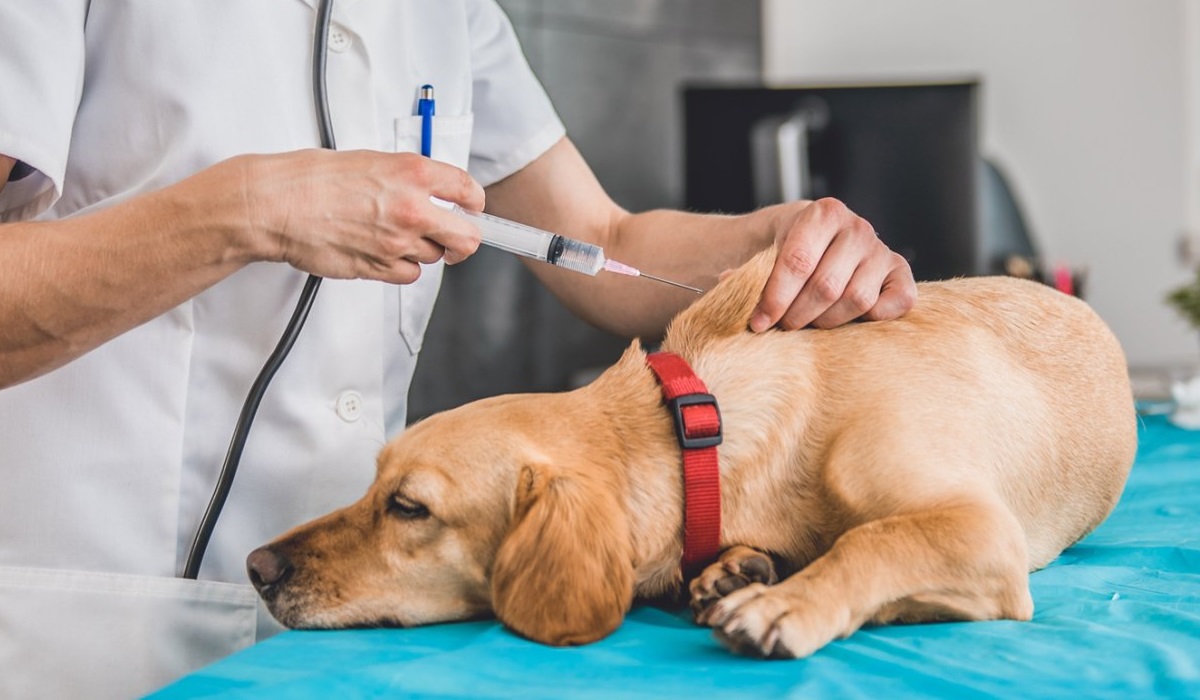 veterinario fa la puntura al cane