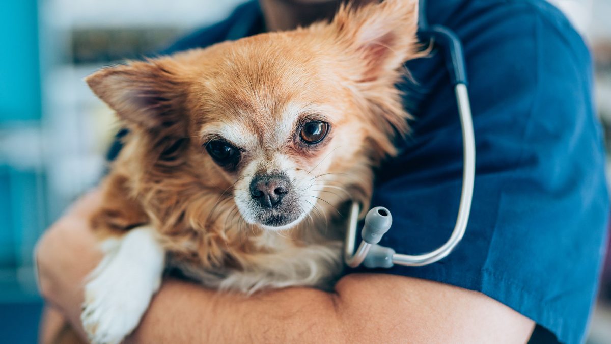 cane in braccio al veterinario