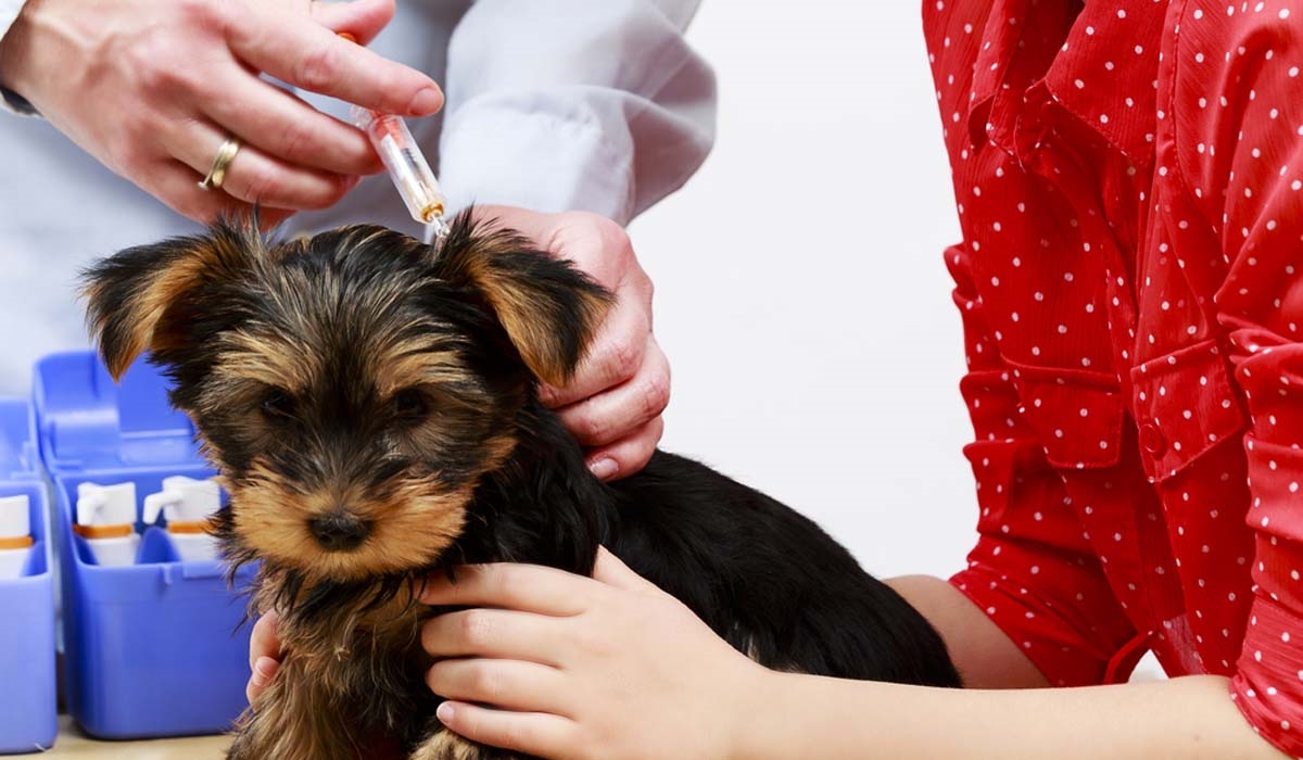 vaccinazioni cuccioli di cane