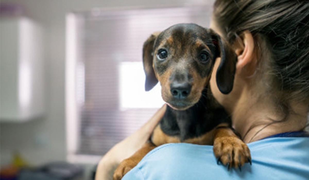 veterinario tiene in braccio un cane