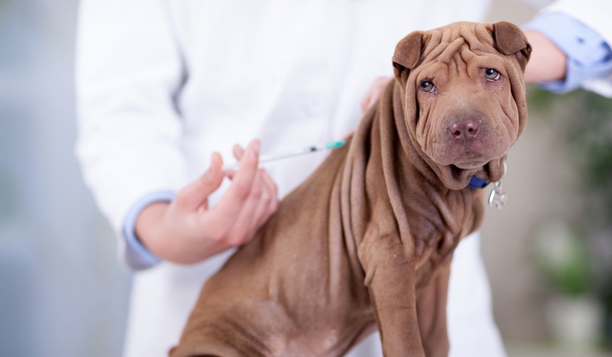 veterinario vaccina il cane