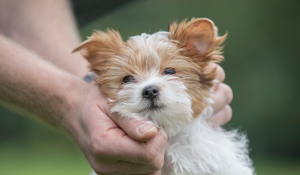 accarezzare un cucciolo di cane