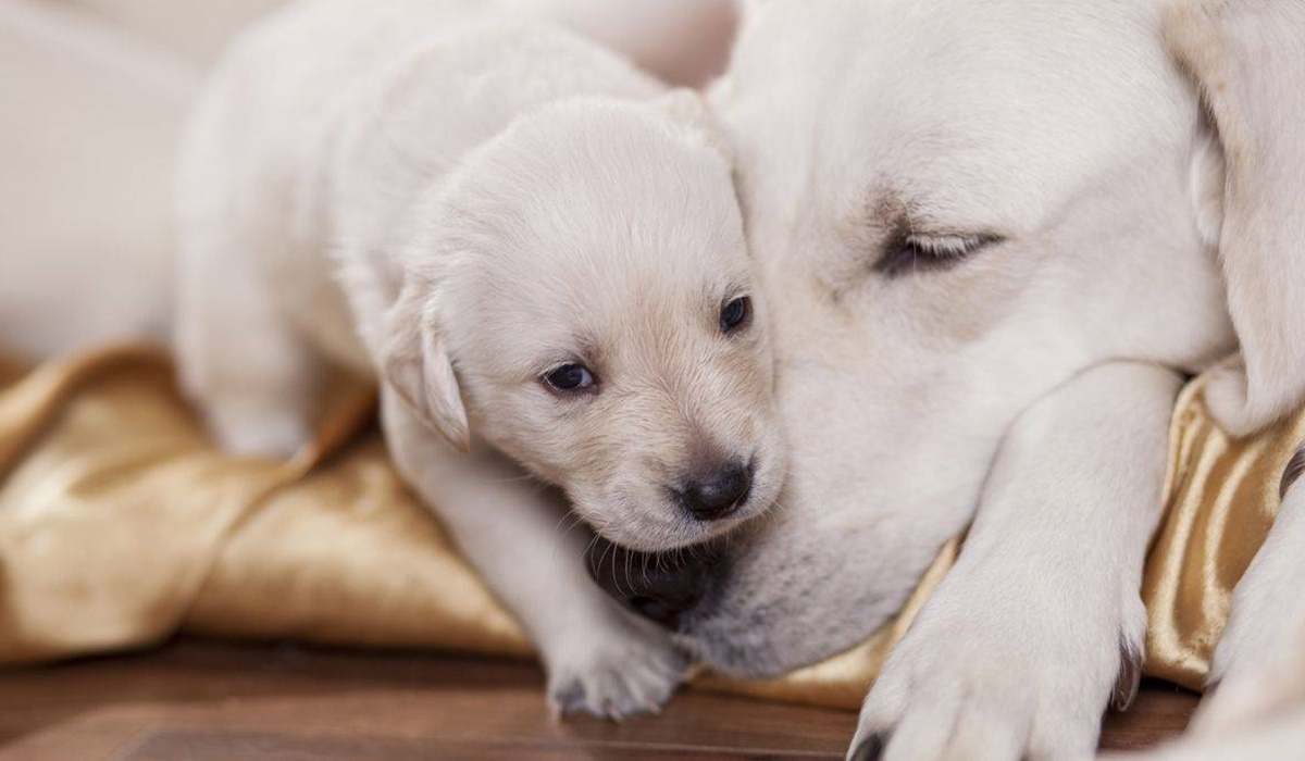 cucciolo con la sua mamma