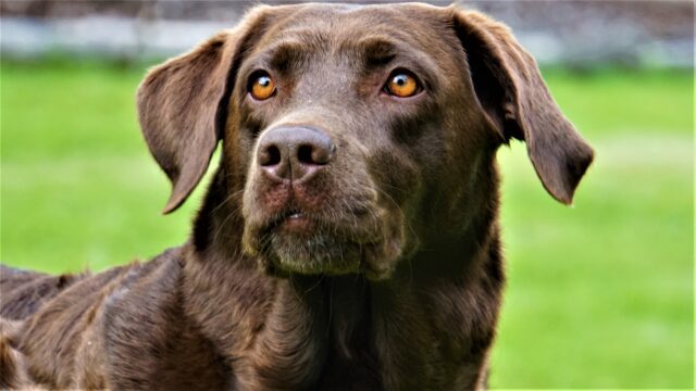 CaniLeish per cani: cosa sapere sul vaccino contro la leishmaniosi