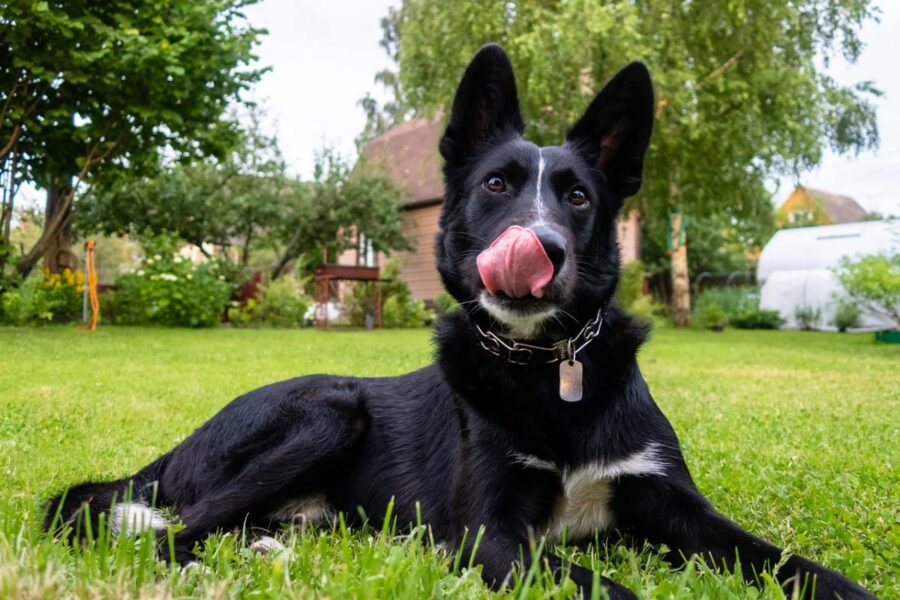 cane con la lingua di fuori