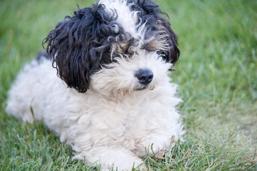 cagnolino sul prato