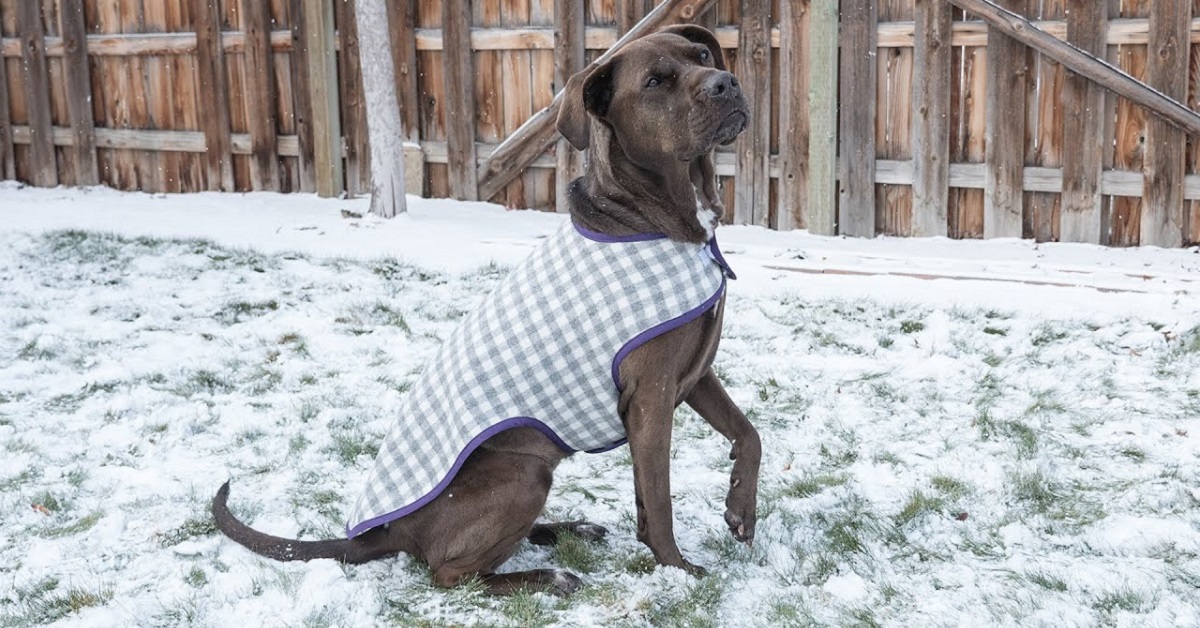 Cappottino per cani fai da te: come farlo per piccole taglie