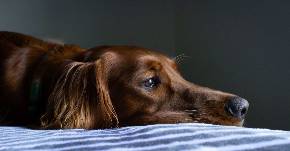Coagulazione intravascolare disseminata nel cane: cosa bisogna sapere