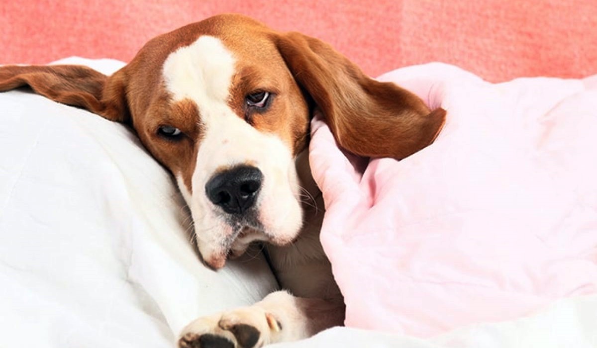 cane che dorme sotto la coperta