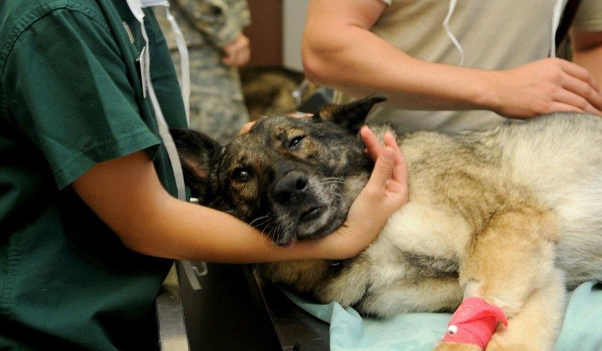 cane dal veterinario per un intervento