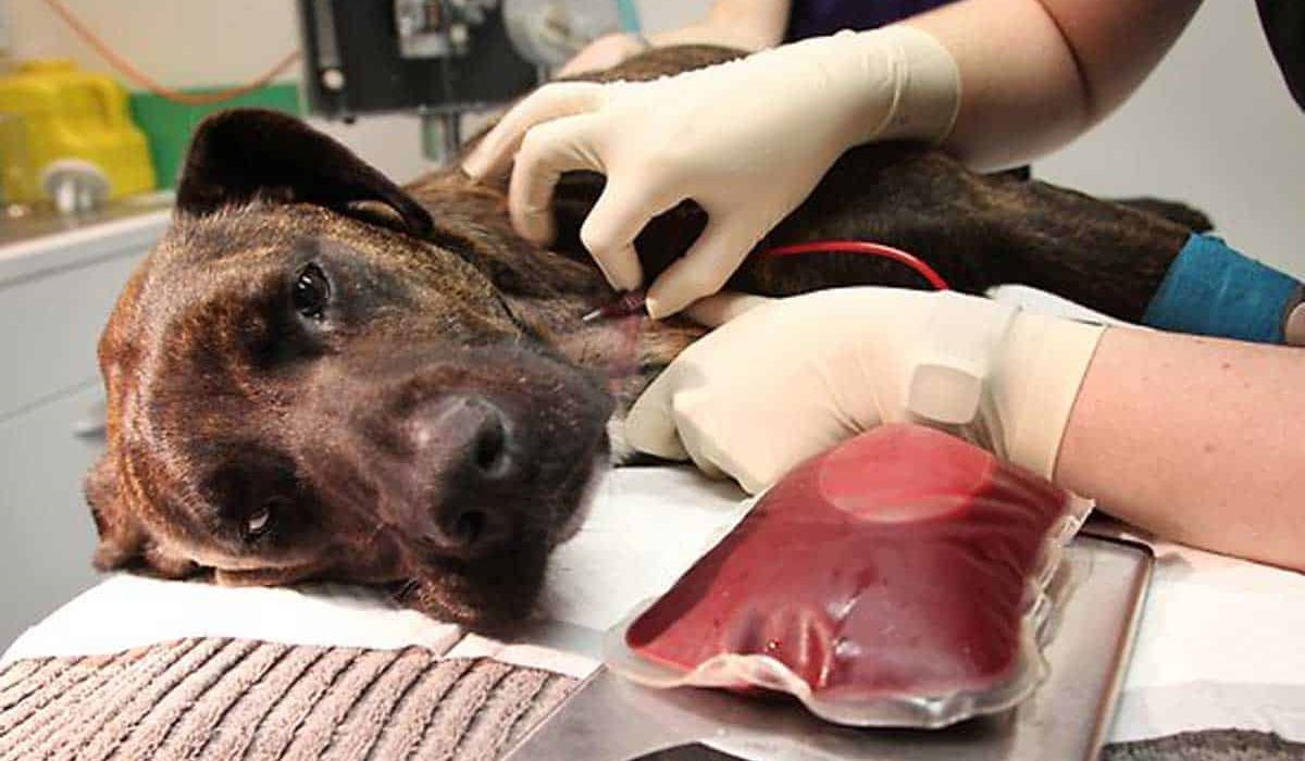 trasfusione di sangue al cane