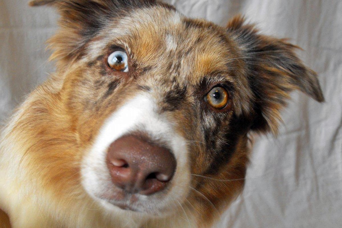 australian shepherd