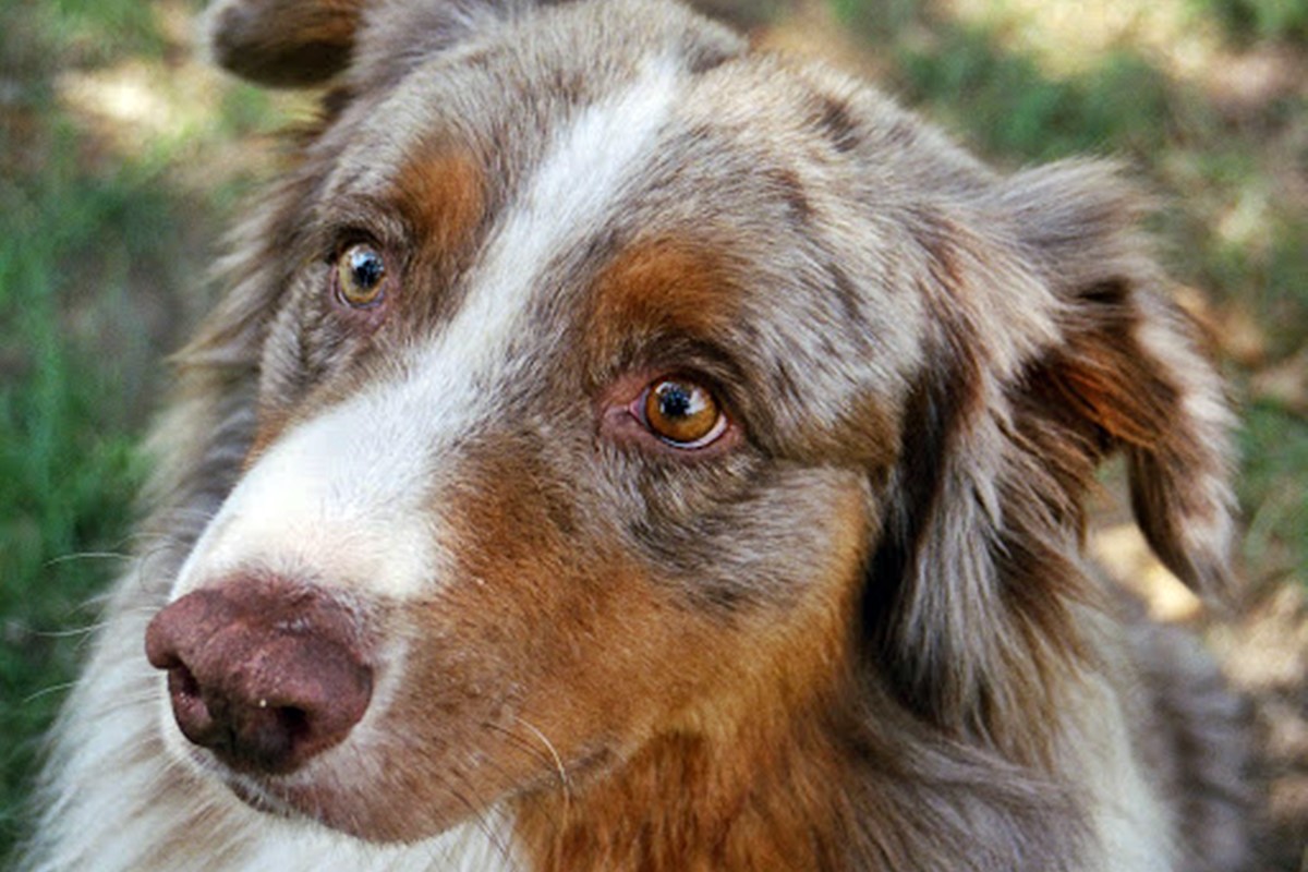 australian shepherd 