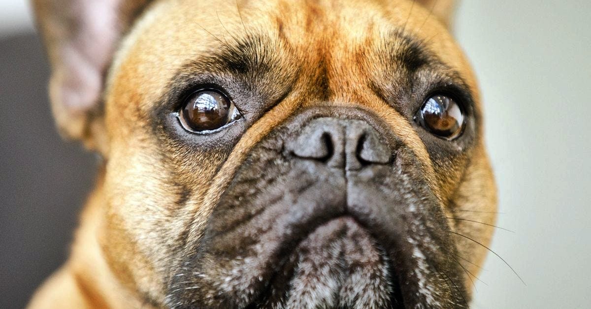 Coloboma dell’iride nel cane: cause, sintomi e trattamento