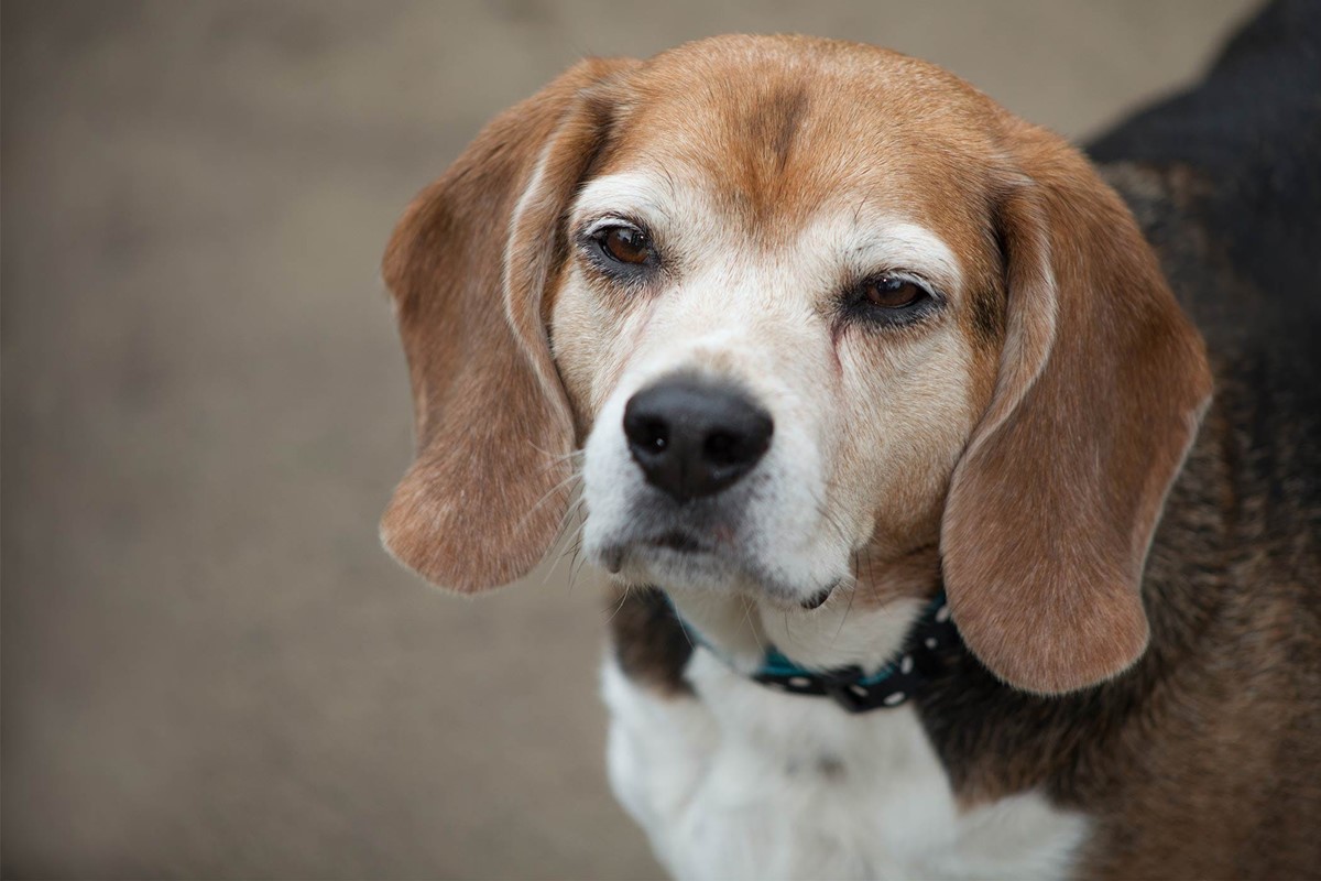 cane con gli occhi quasi chiusi