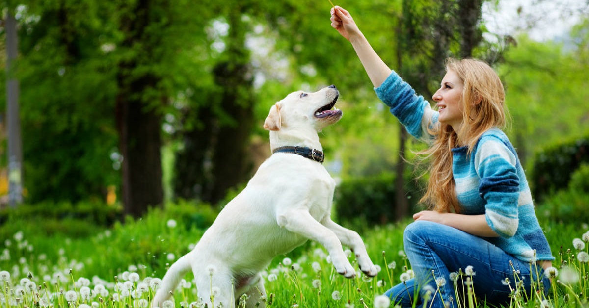 Come addestrare un cane senza istruttore, metodi e tecniche