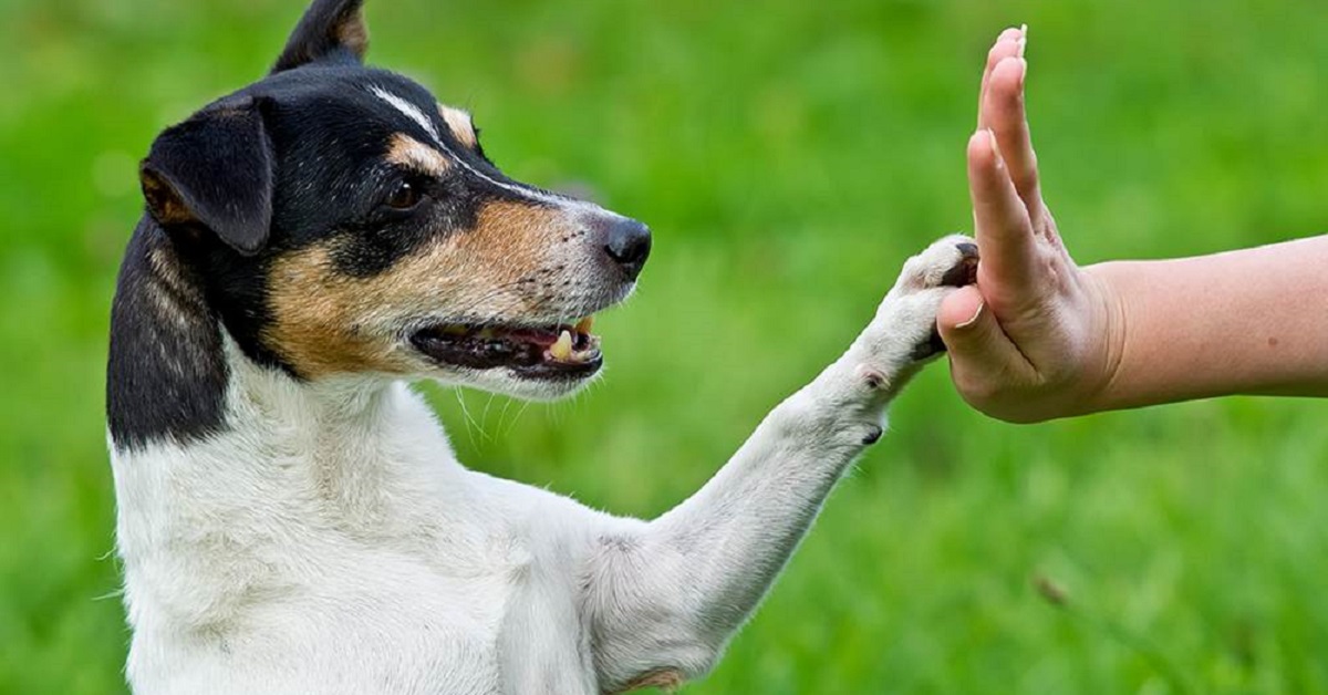 cane batte il cinque