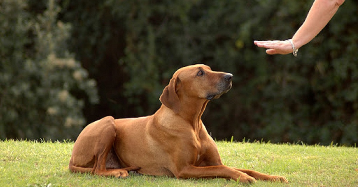 cane cerca di capire