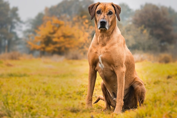 cane seduto all'aria aperta