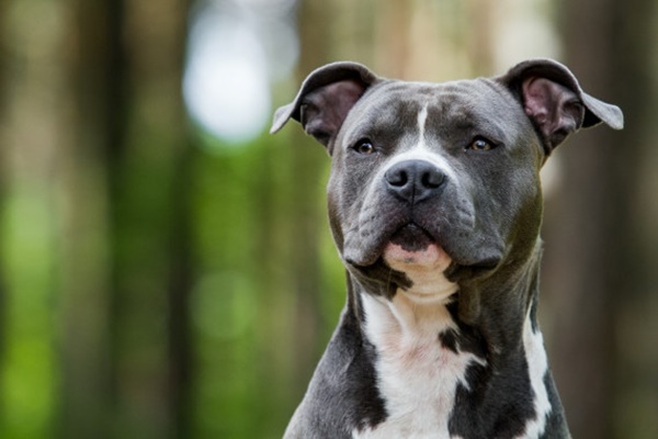 cane bianco e nero