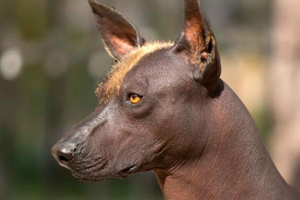 rhodesian ridgeback