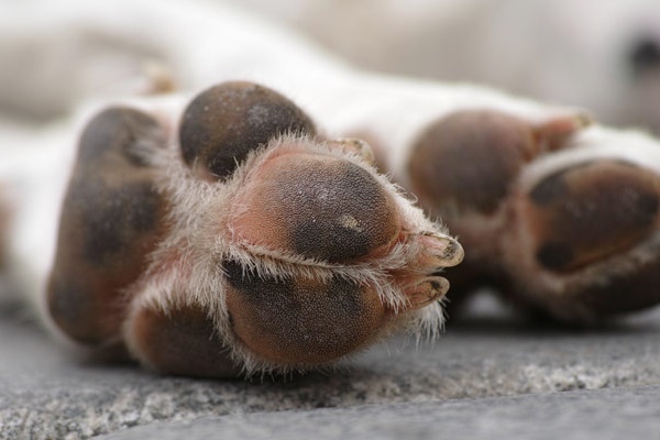 cuscinetti delle zampe del cane