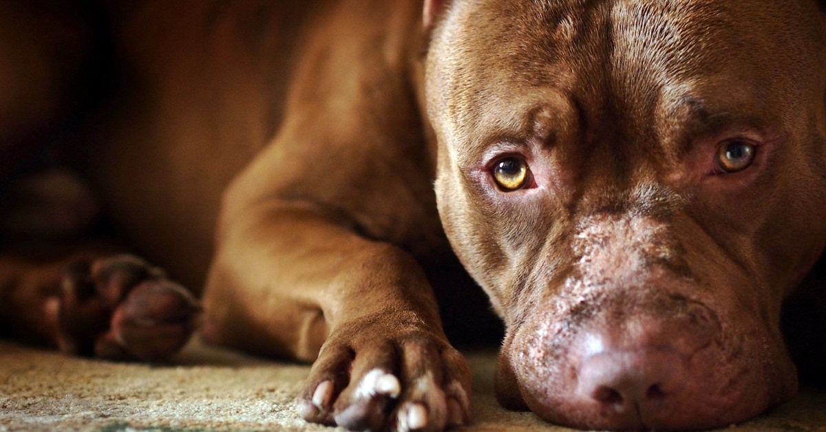 Com’è fatta la pelle del cane? E come funziona?