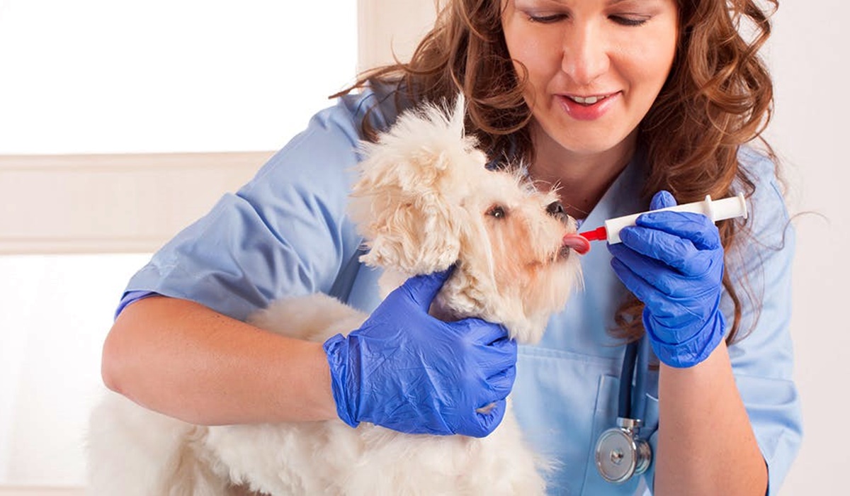 veterinario dà la medicina al cane