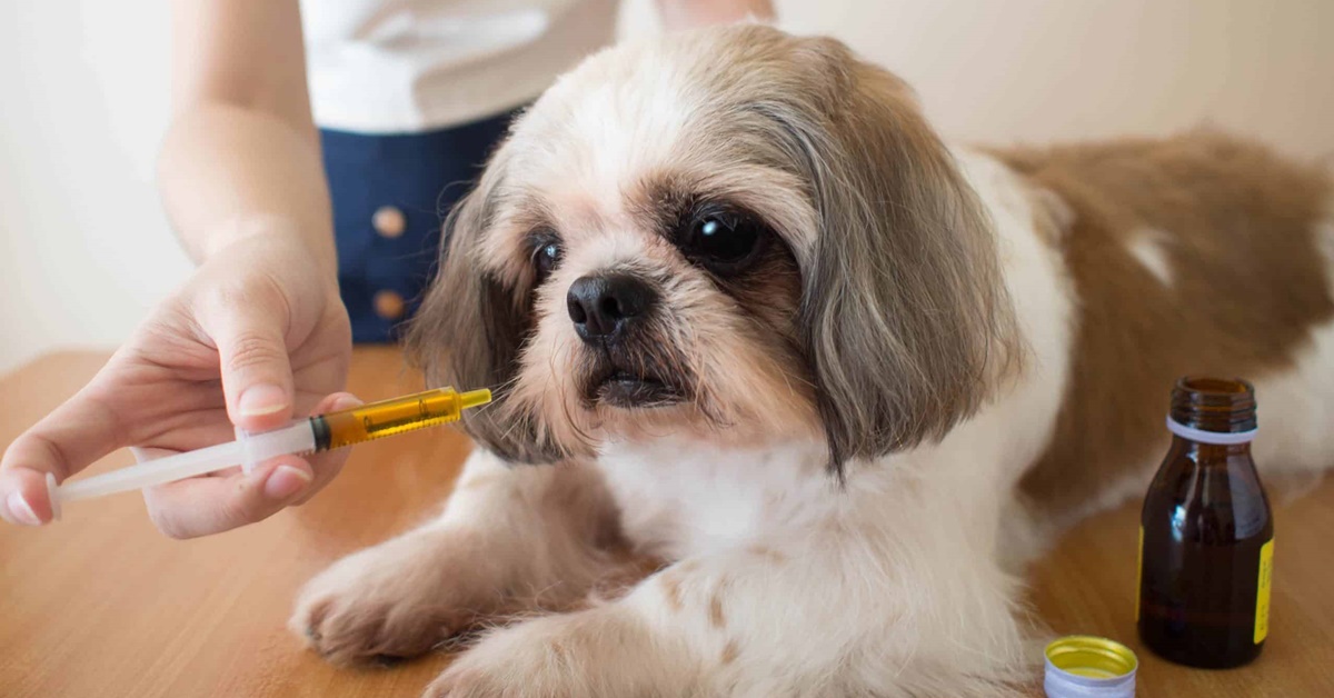 Come somministrare farmaci liquidi al cane