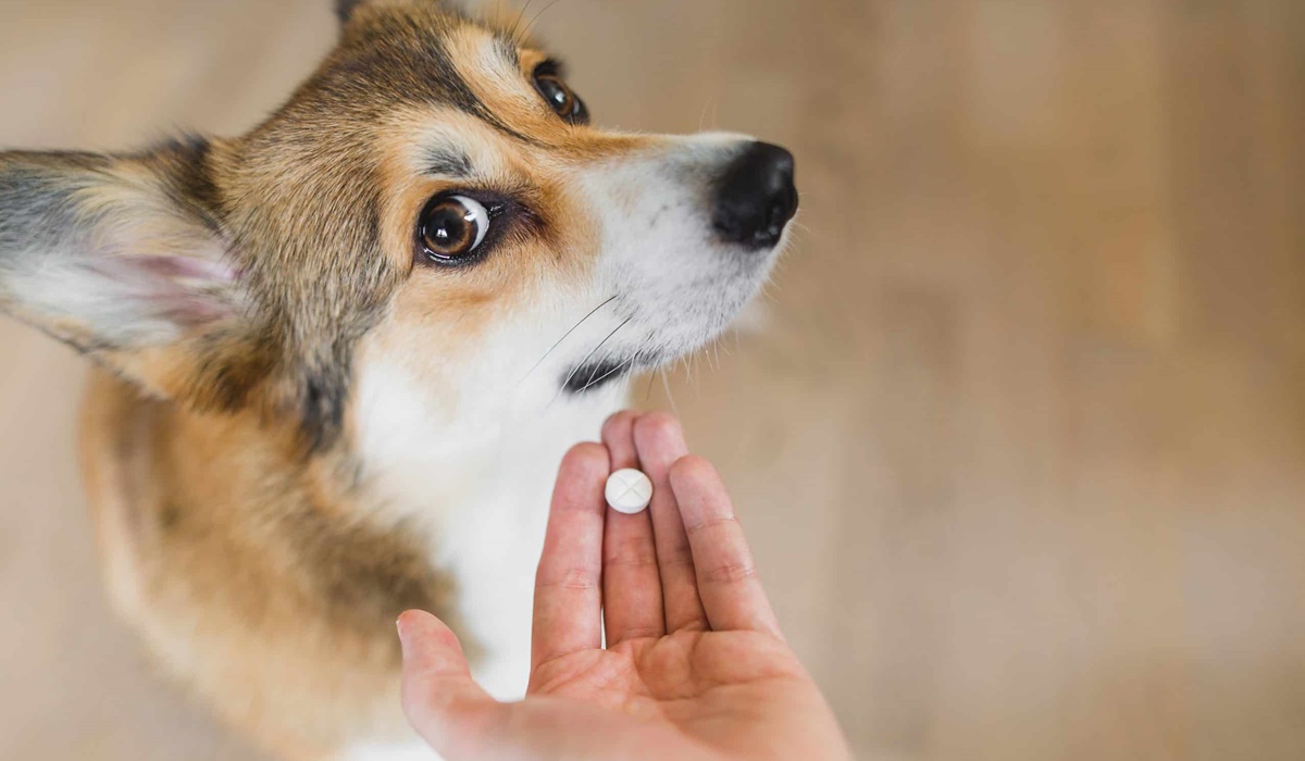 cane non vuole mangiare la pillola