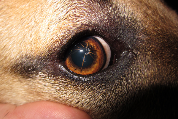 occhio del cane