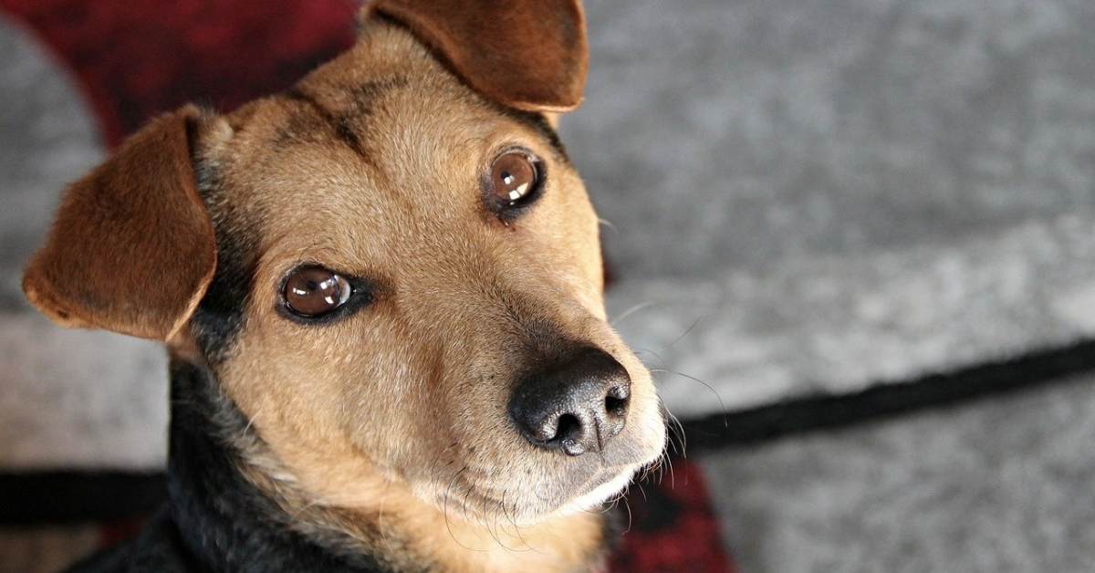 Convivere con il cane con stenosi aortica: cosa sapere