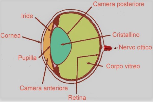 cornea occhio cane