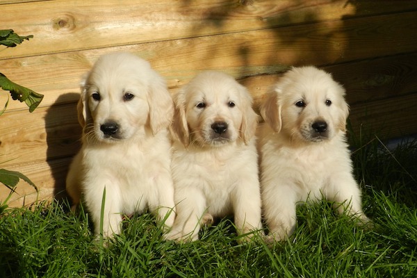 Cuccioli al sole