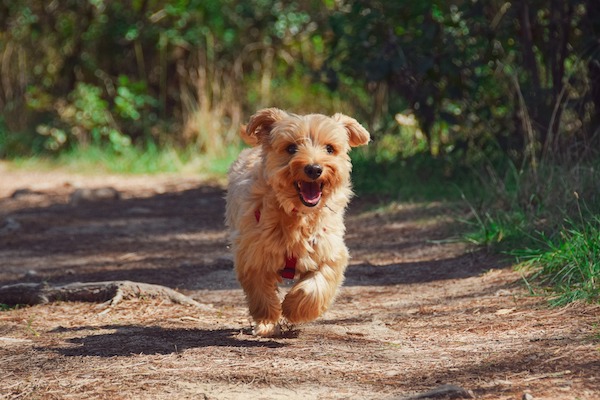 Cucciolo che corre