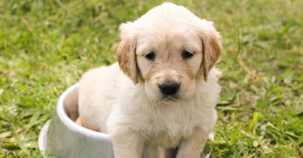 I cani si ricordano di essere stati cuccioli?