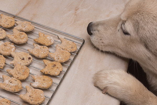 cucciolo di cane e teglia di biscotti