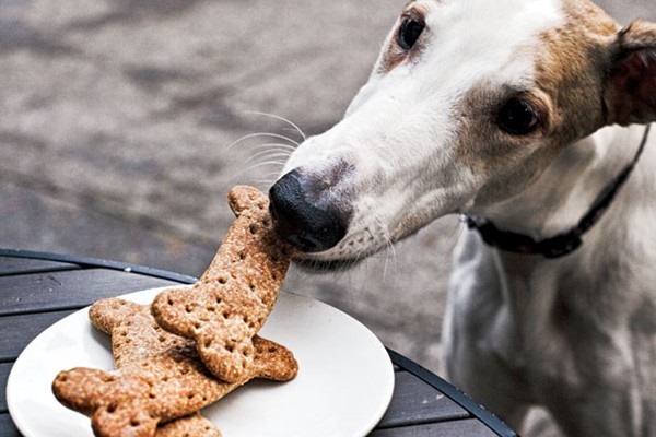 cane prende biscotto da piatto