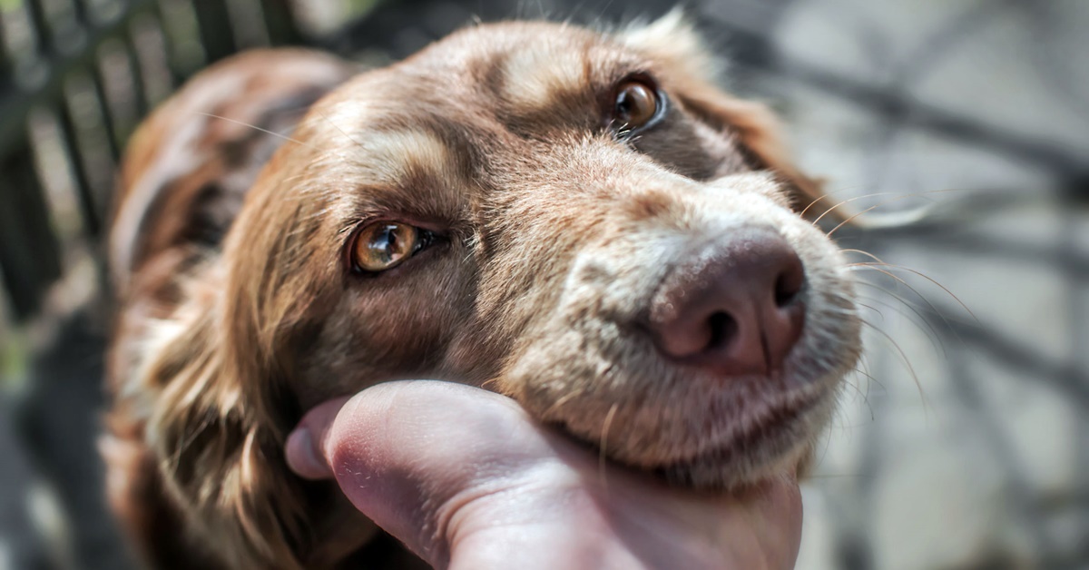 Disfunzioni piastriniche nel cane: tutto quello che bisogna sapere