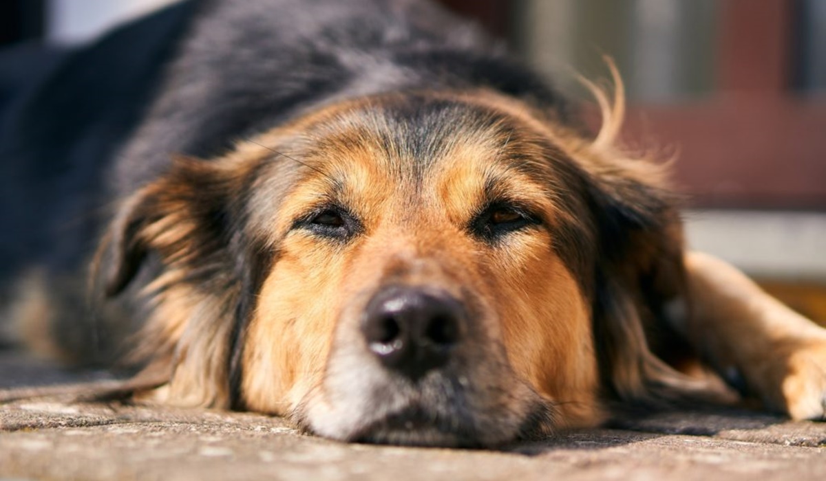 cane che dorme sul pavimento