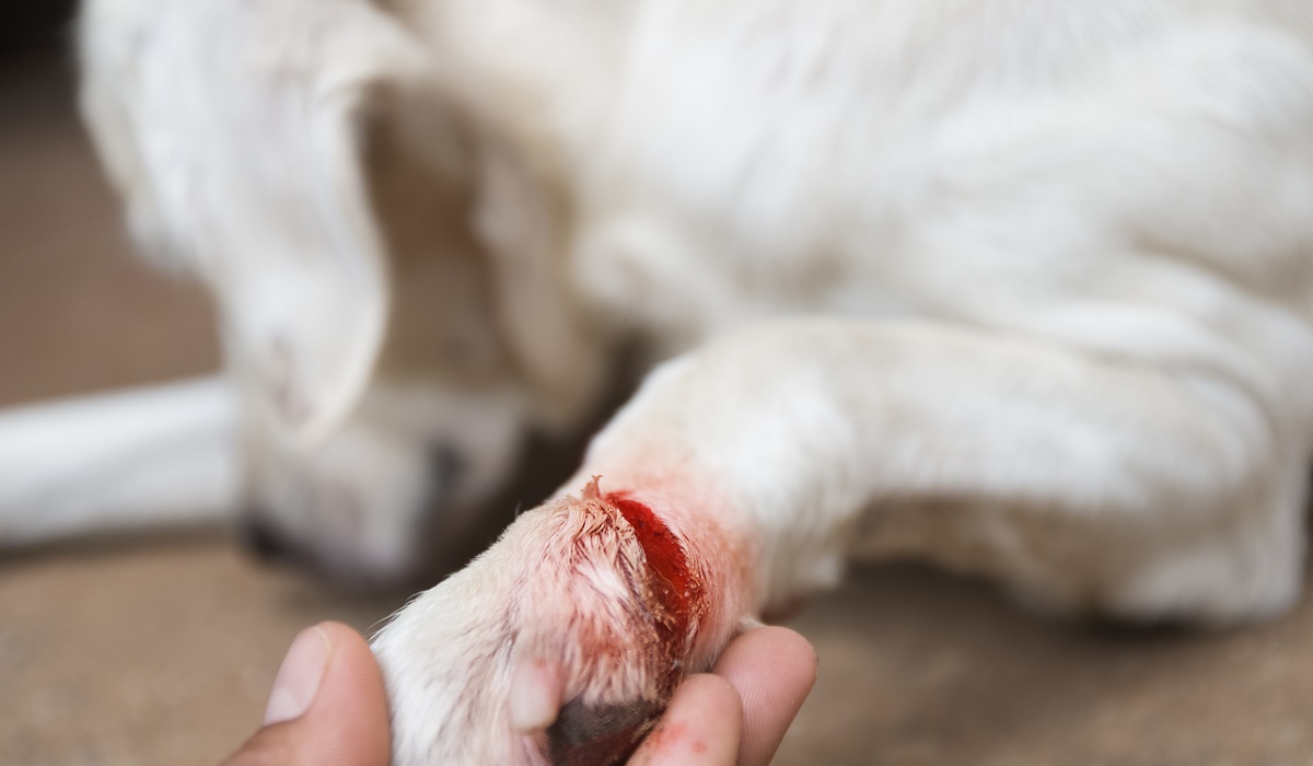 cane ferito a una zampa