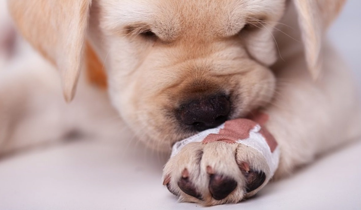 cucciolo ferito a una zampa