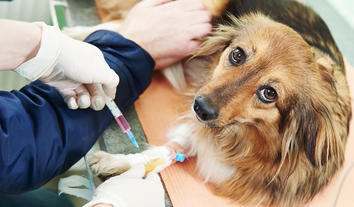 fare l'iniezione al cane