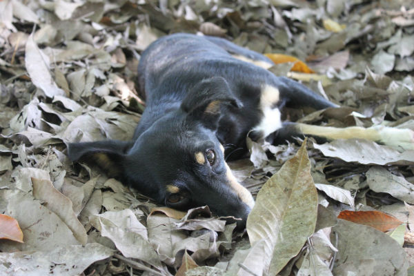 cane coricato